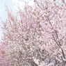 花香る道