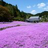 花のじゅうたん