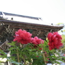 長谷寺門前
