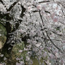 サクラー012