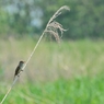 鳥のいる風景　オオヨシキリ
