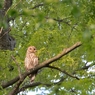 鳥のいる風景　フクロウ