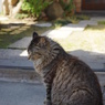 ねこ　直島暮らし