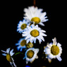 Flowers.