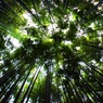 竹林