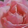 Queen Elizabeth by NIKON D90