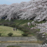 桜堤ナウ