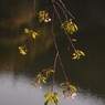 名残り桜１（写真句）