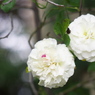 薔薇1