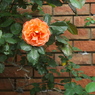 薔薇２