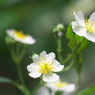 薔薇３