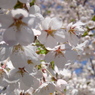 桜みごろ