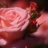 薔薇の園7　ギャラリー用