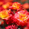 薔薇の園8　ギャラリー用