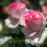 薔薇の園10　ギャラリー用