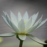 睡蓮