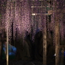 ご神木ナウ