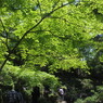 殿ヶ谷戸庭園