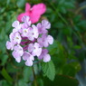 little purple