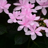 手柄山温室植物園（参）