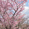 sakura2014_01
