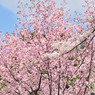 sakura2014_02