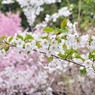 sakura2014_03