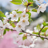 sakura2014_04