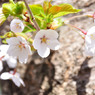 sakura2014_05