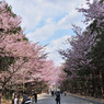 sakura2014_06