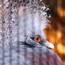 カンムリ鳩