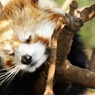 レッサーパンダ