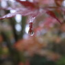 雨の平林寺