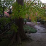 雨の平林寺