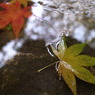 雨の平林寺