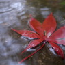 雨の平林寺