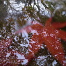 雨の平林寺