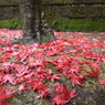 雨の平林寺