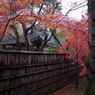雨の平林寺