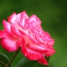 薔薇の園12　ギャラリー用
