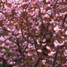 八重桜の上で