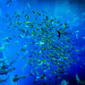 School of fish.