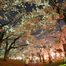 夜桜シャワー