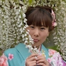 石井町藤まつり