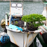 水上植木鉢？(笑)