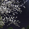 夜と桜