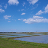 青空と水田