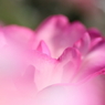 Melty Pink
