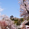 春の犬山
