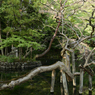 弁天池の情景